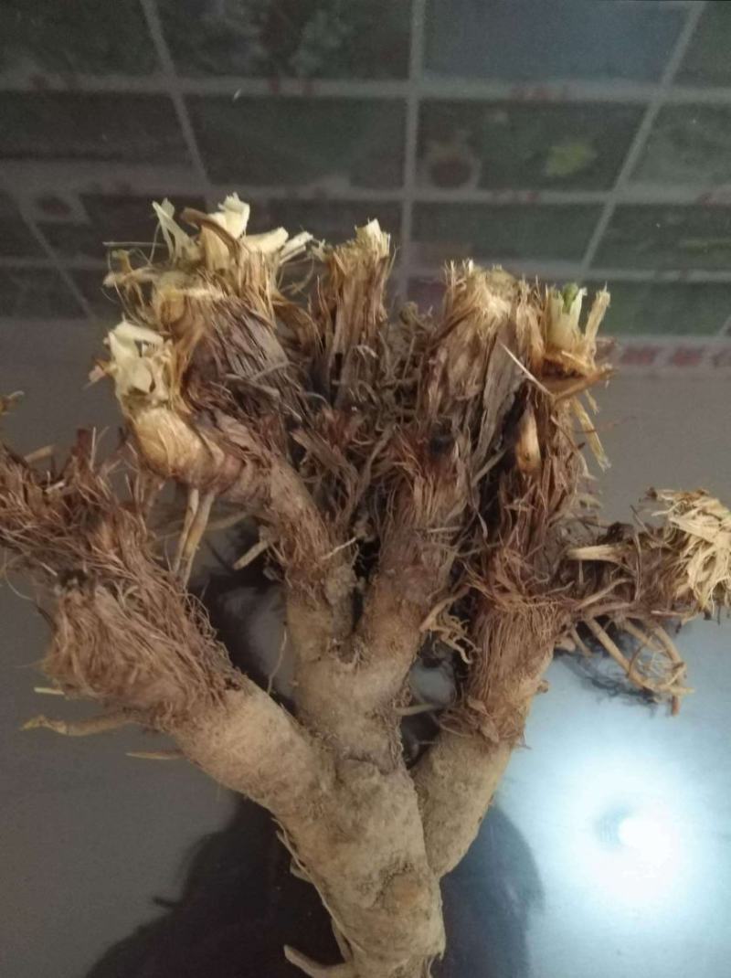 大量收购鲜知母200吨欢迎种植户前来联系