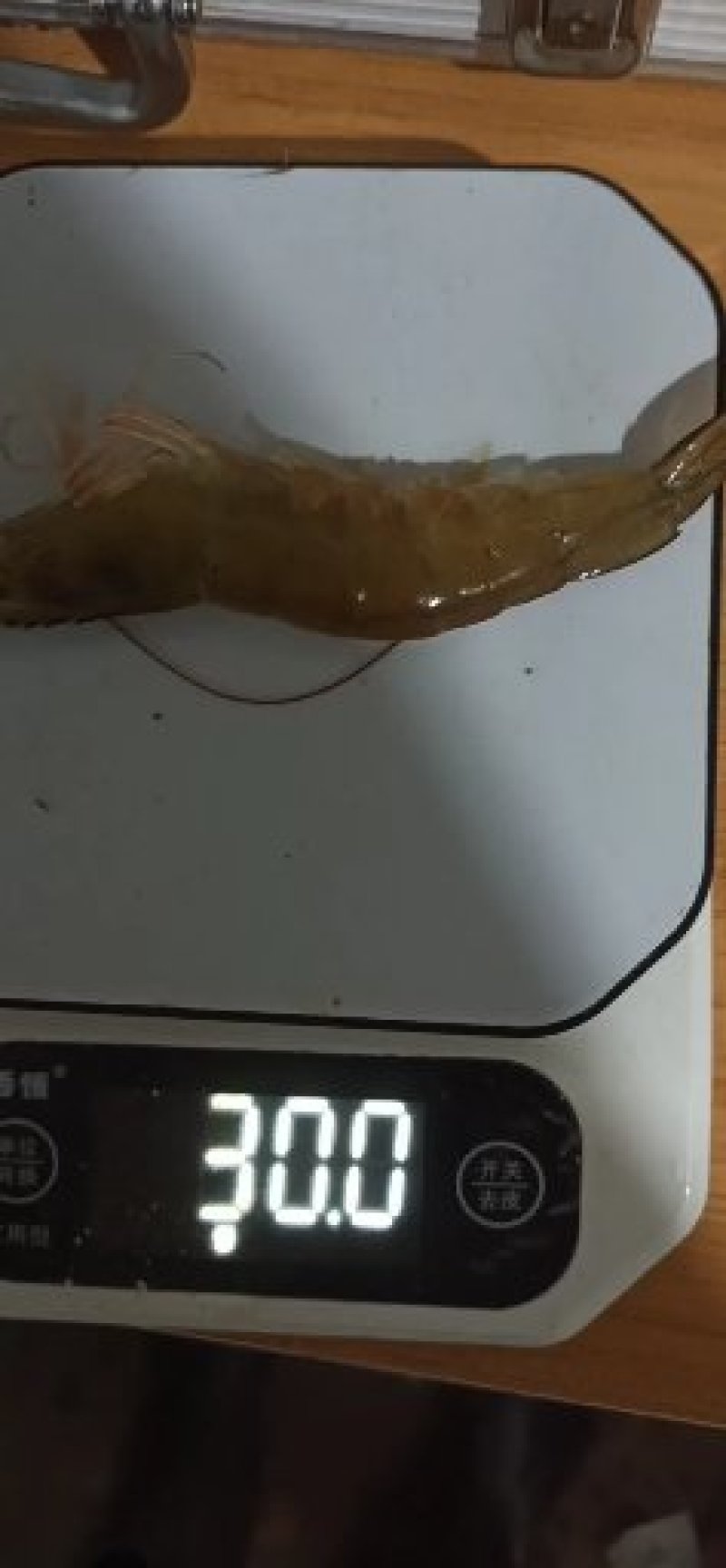 【精品】对虾活虾基围虾白虾大虾南美白对虾