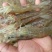 【精品】对虾活虾基围虾白虾大虾南美白对虾