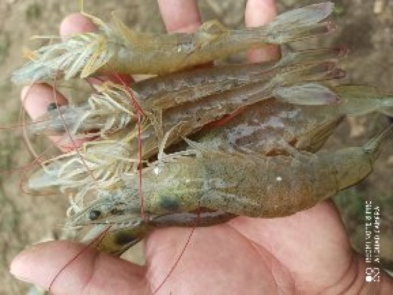 【精品】对虾活虾基围虾白虾大虾南美白对虾