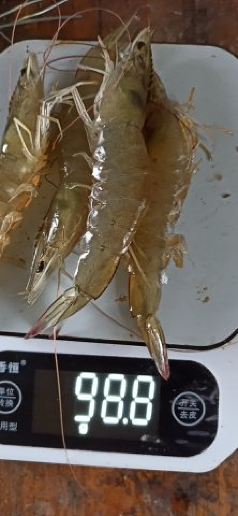 【精品】对虾活虾基围虾白虾大虾南美白对虾