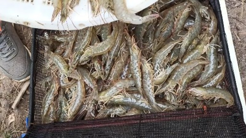 【精品】对虾活虾基围虾白虾大虾南美白对虾