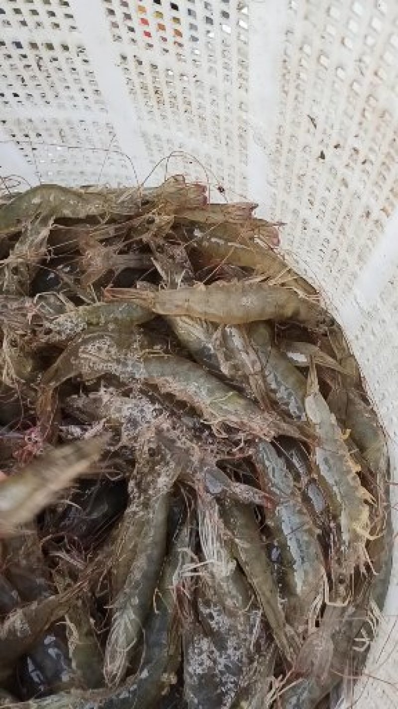 【精品】对虾活虾基围虾白虾大虾南美白对虾