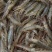 【精品】对虾活虾基围虾白虾大虾南美白对虾