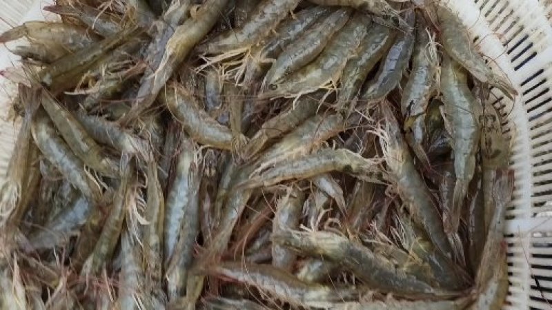 【精品】对虾活虾基围虾白虾大虾南美白对虾