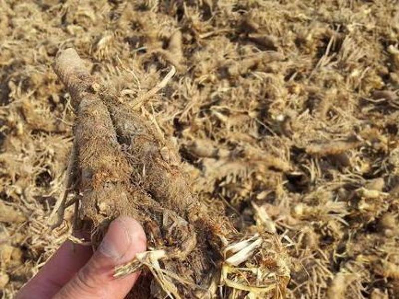 大量收购鲜知母200吨欢迎种植户前来联系