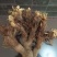 大量收购鲜知母200吨欢迎种植户前来联系