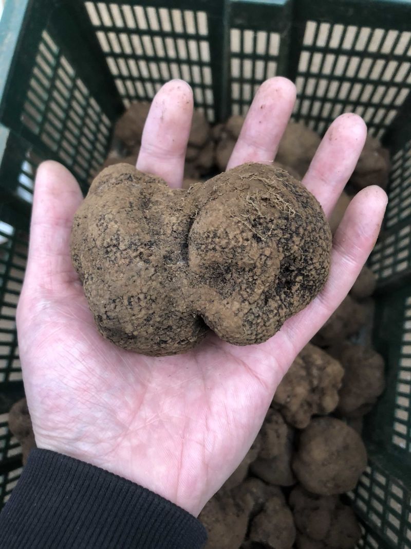 云南黑松露鲜货猪拱菌规格齐全一手货源产地直销批发