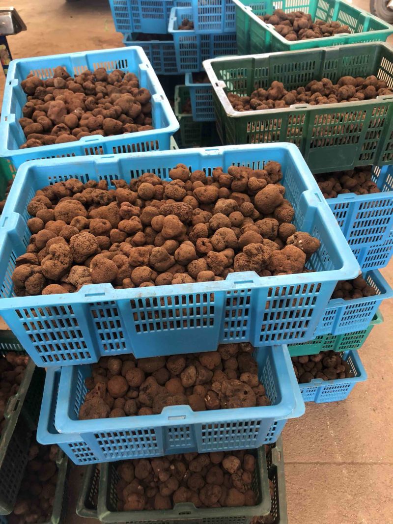 云南黑松露鲜货猪拱菌规格齐全一手货源产地直销批发