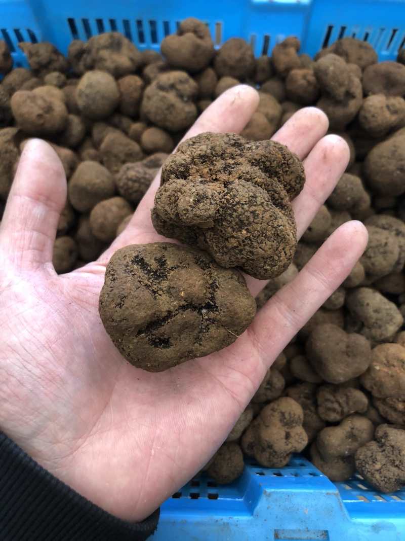 云南黑松露鲜货猪拱菌规格齐全一手货源产地直销批发