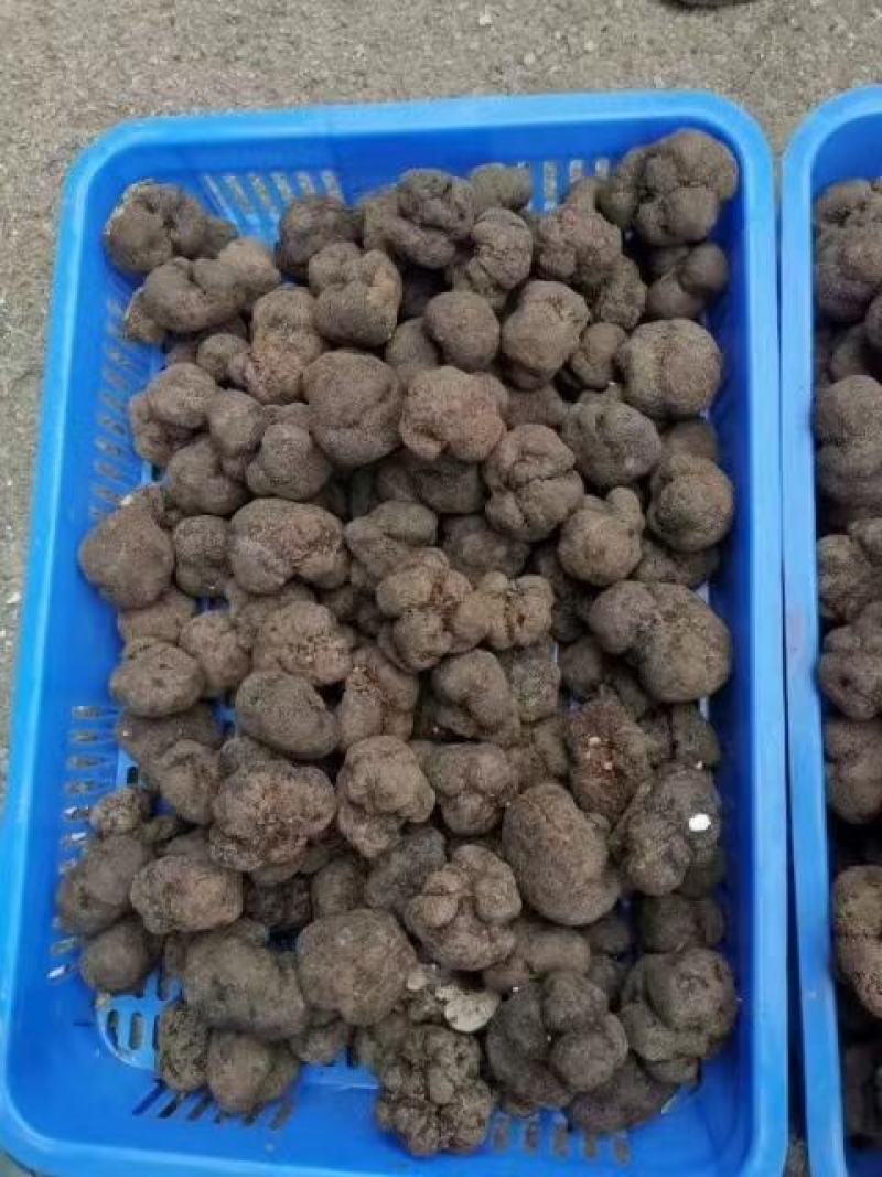 野生鲜松露，一手好货源，一次合作终生朋友