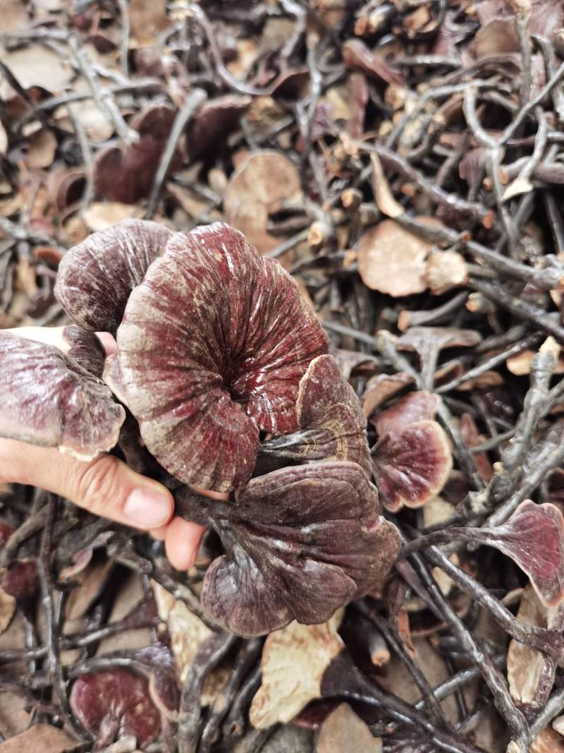 竹林芝量大从优一件代发