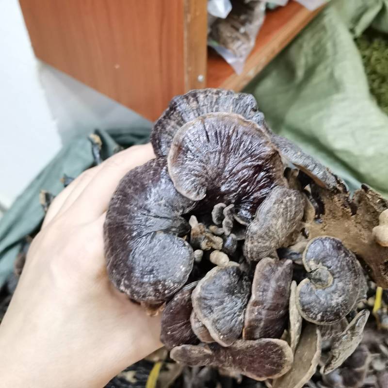 竹林芝量大从优一件代发