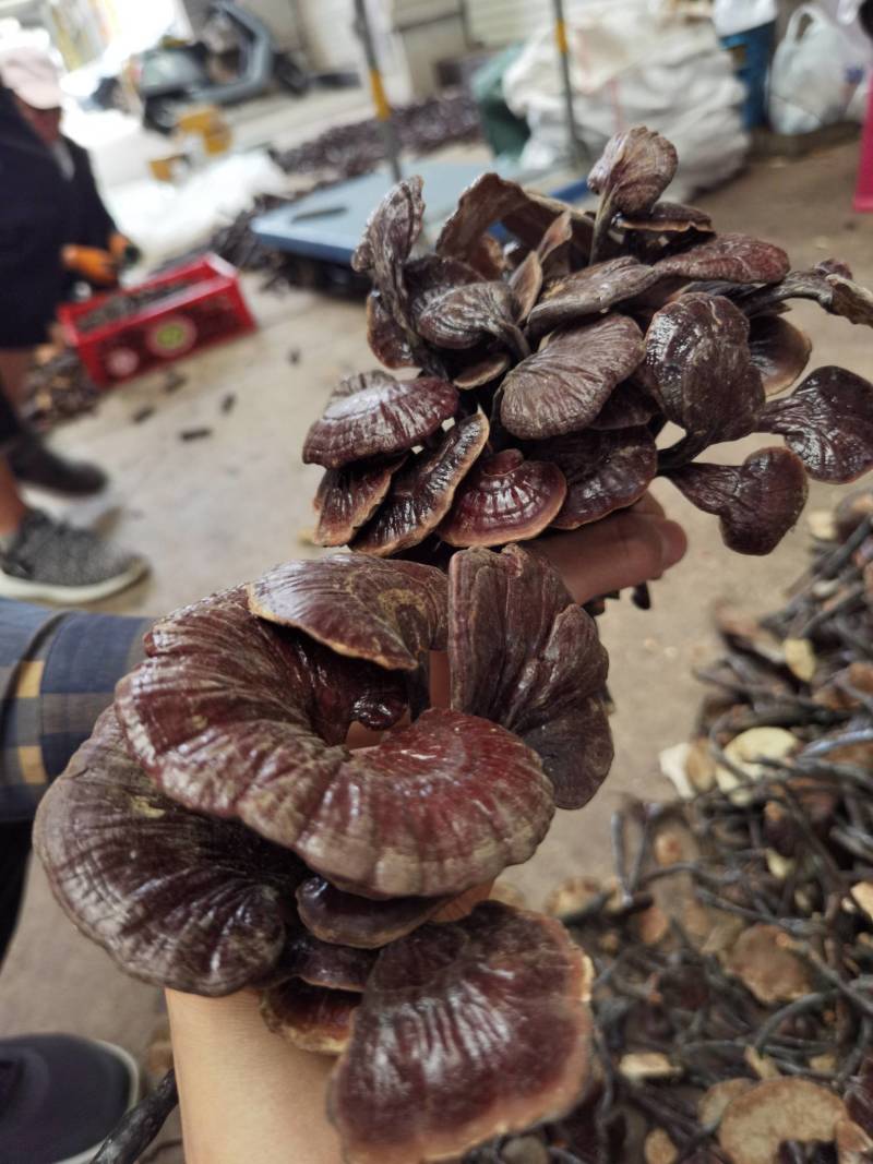 竹林芝量大从优一件代发