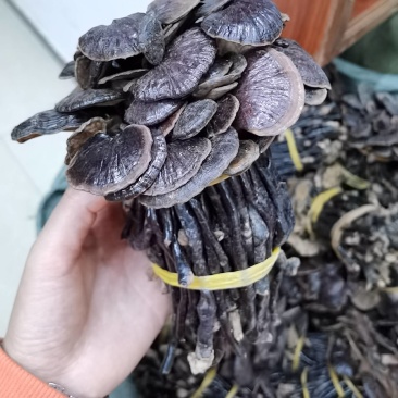 竹林芝量大从优一件代发