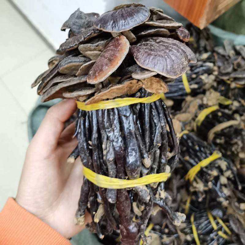 竹林芝量大从优一件代发