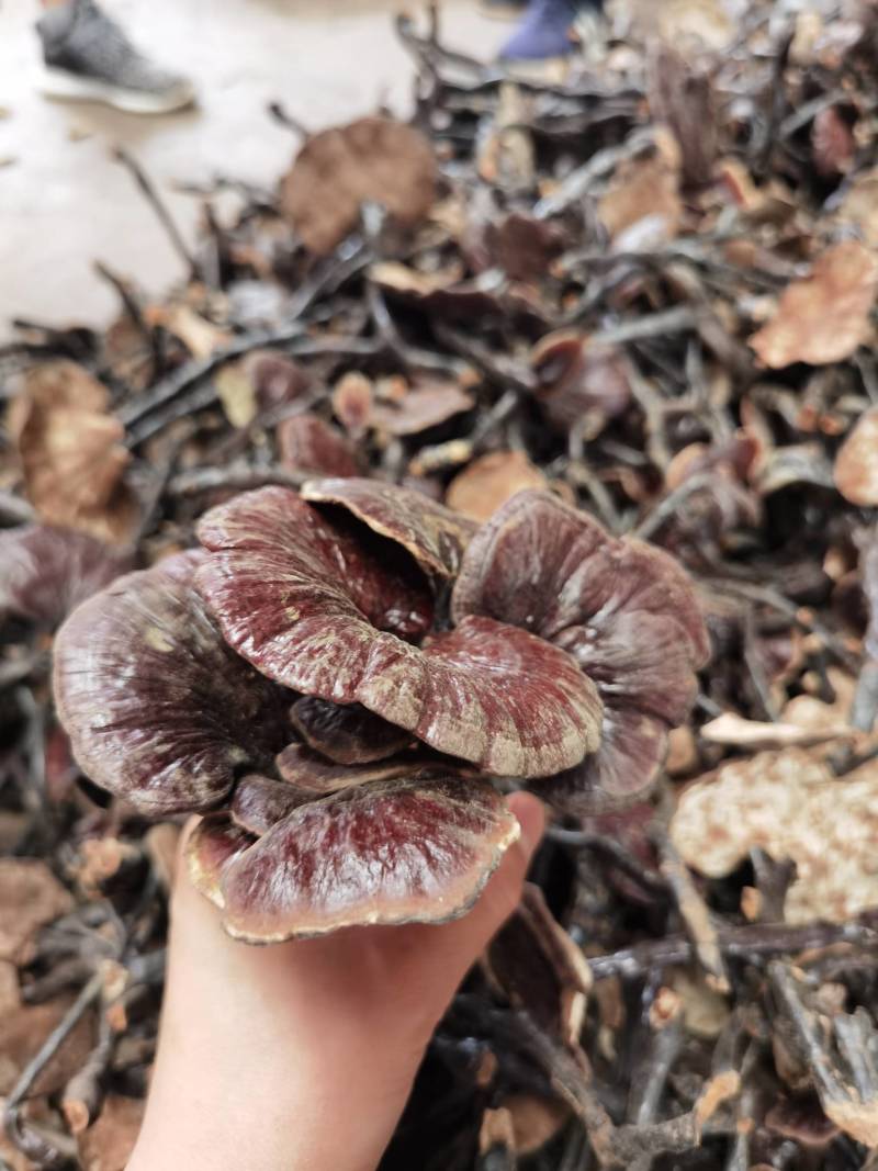 竹林芝量大从优一件代发