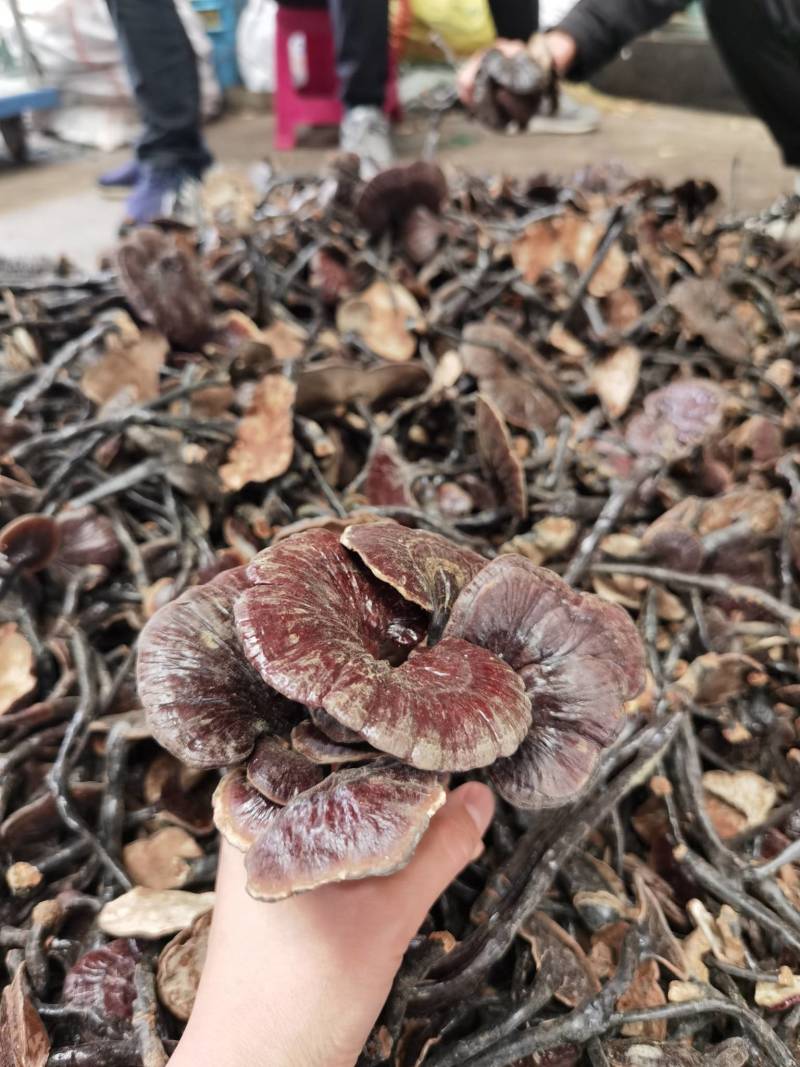 竹林芝量大从优一件代发
