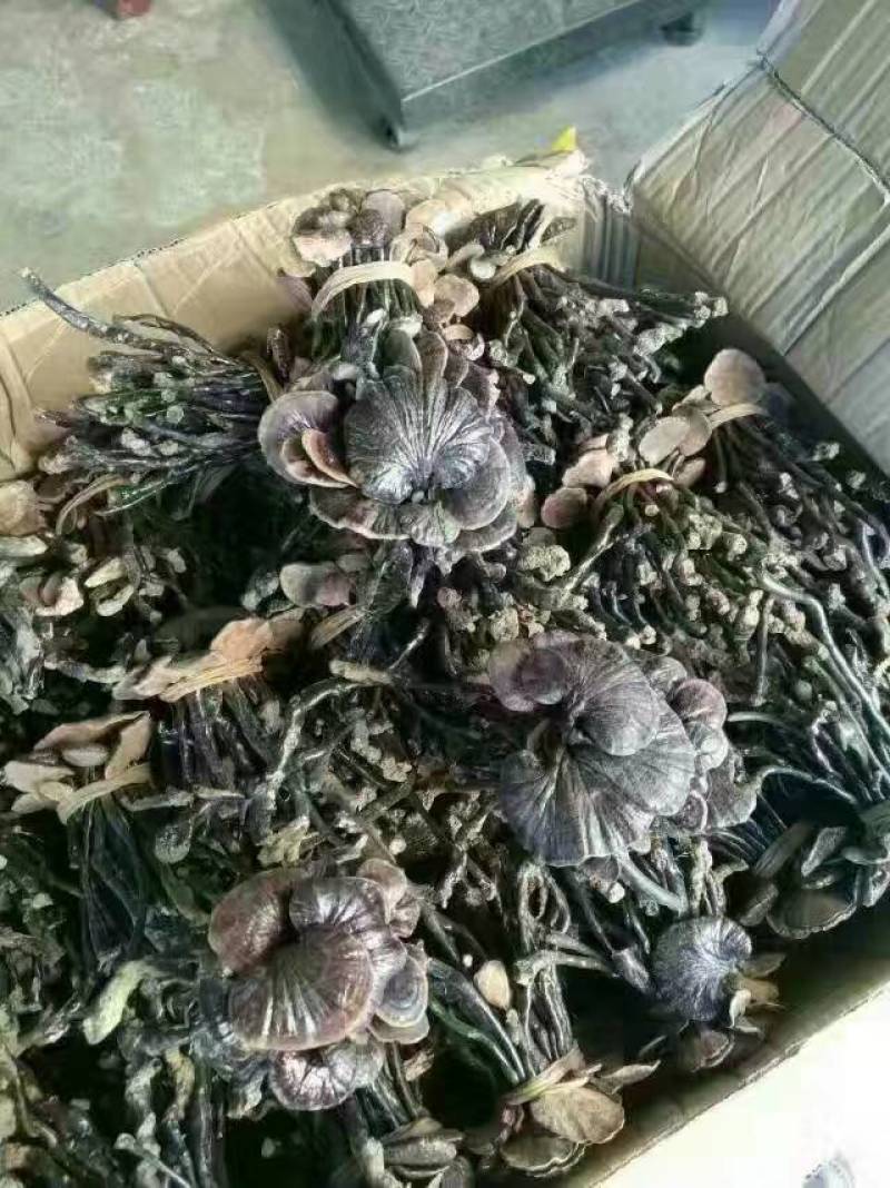 竹林芝量大从优一件代发