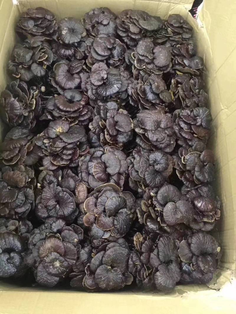 竹林芝量大从优一件代发
