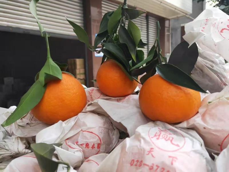 爱媛果冻橙，清甜果汁，入口即化增加维生素C一件代发
