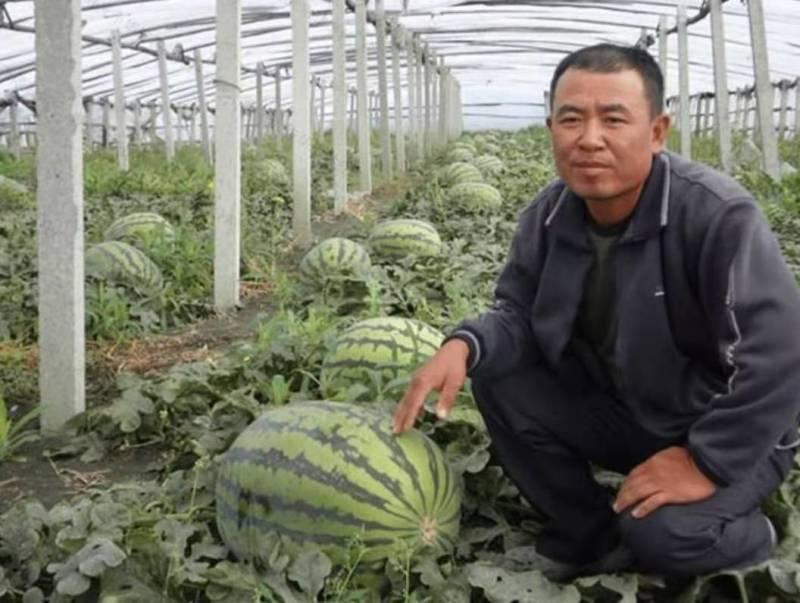 西瓜种子绿宝赢天下，抗病耐重茬中早熟大西瓜