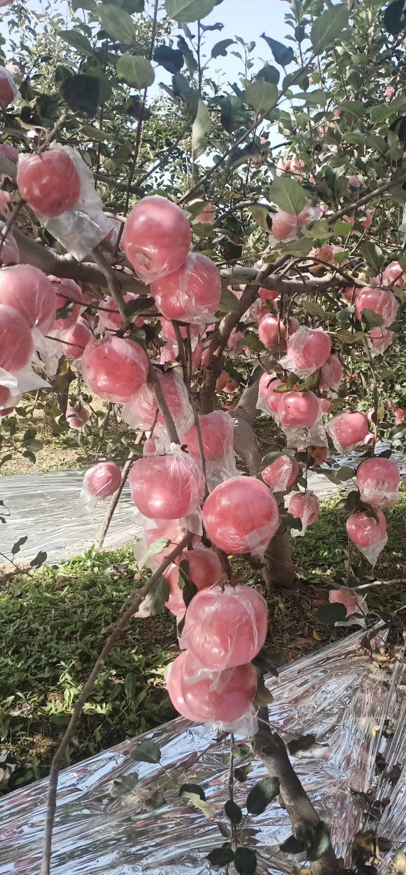 高山寒富士萍果，香甜可口