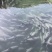 青鱼全国批发，全国配送