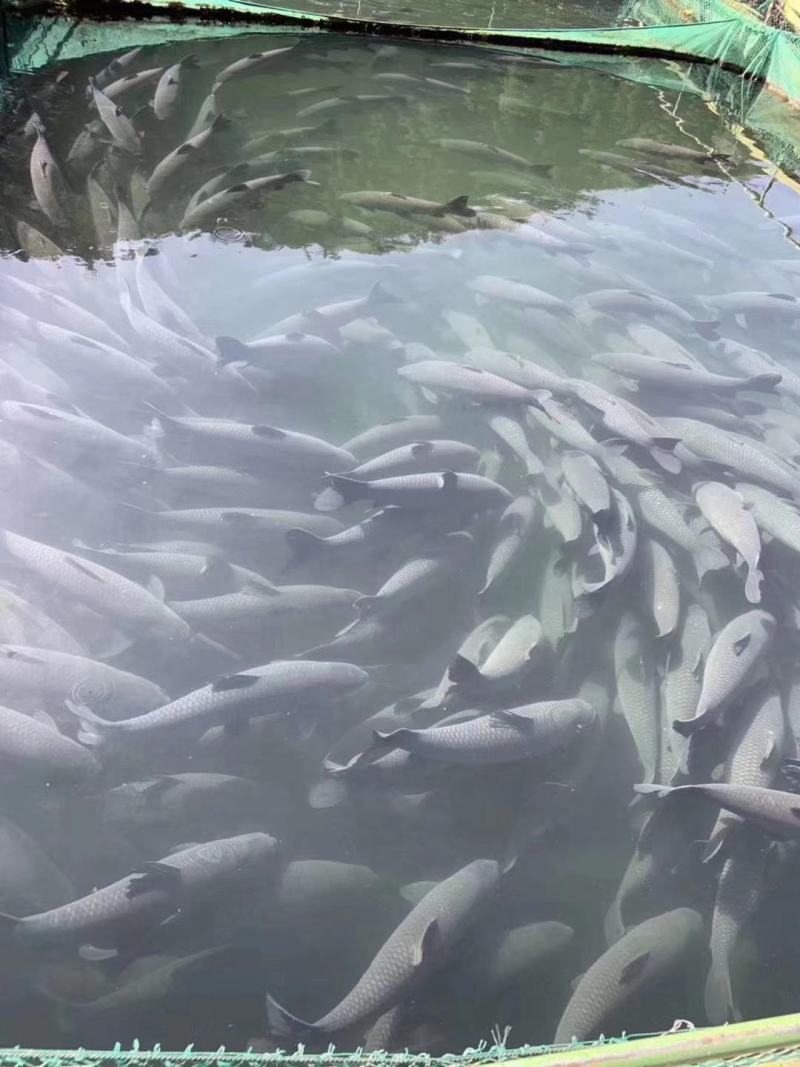 青鱼全国批发，全国配送