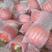 玉菇甜瓜冰淇淋蜜瓜产地货源对接各大个超市平台市场