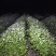 火力楠苗醉香含笑树苗造林绿化苗木火力楠树苗