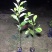 火力楠苗醉香含笑树苗造林绿化苗木火力楠树苗