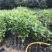 火力楠苗醉香含笑树苗造林绿化苗木火力楠树苗