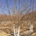 5-6米丛生五角枫单品基地…陕西省白水县