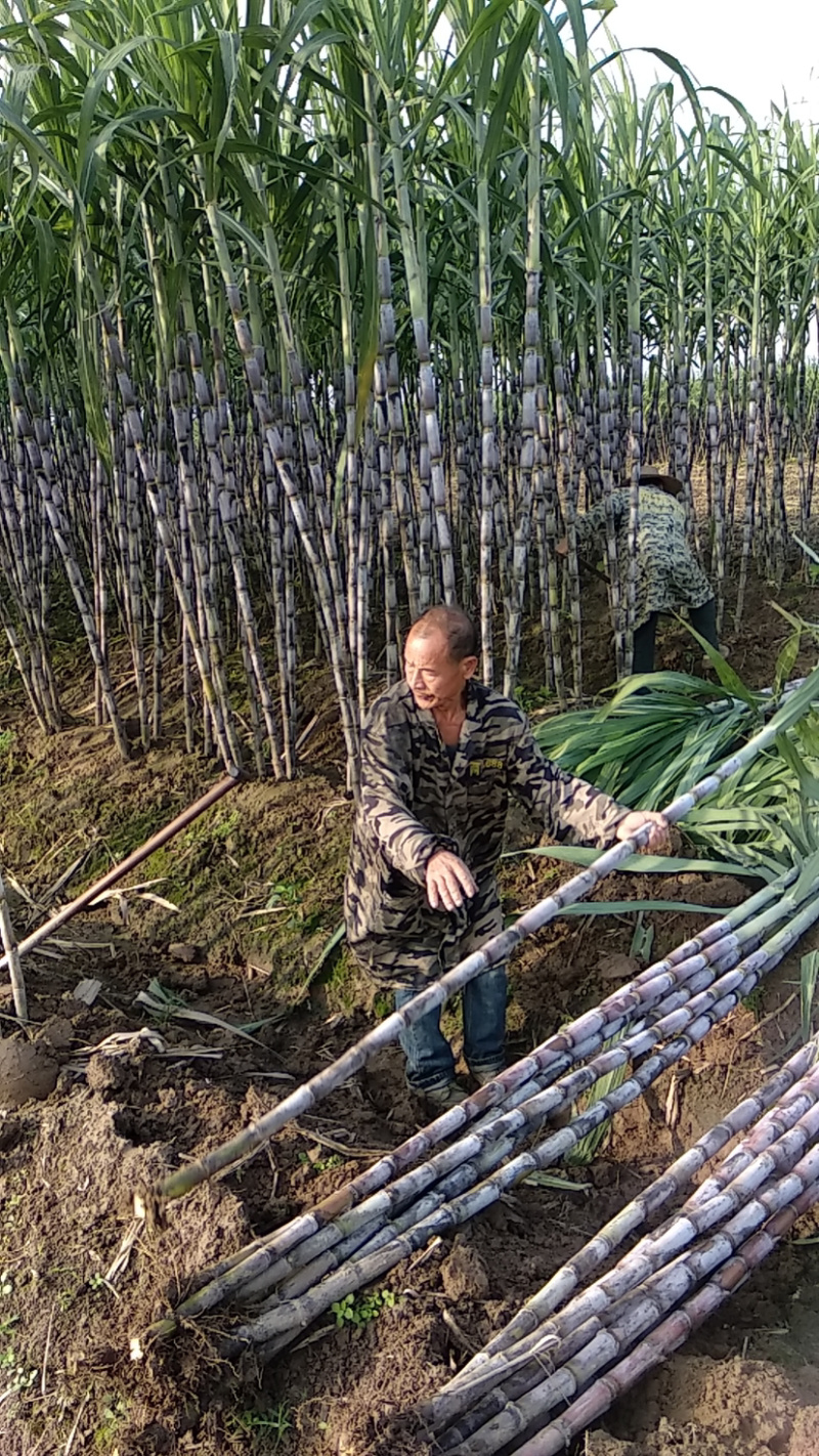 湖北青皮白玉甘蔗，清甜爽口又脆，价格实惠