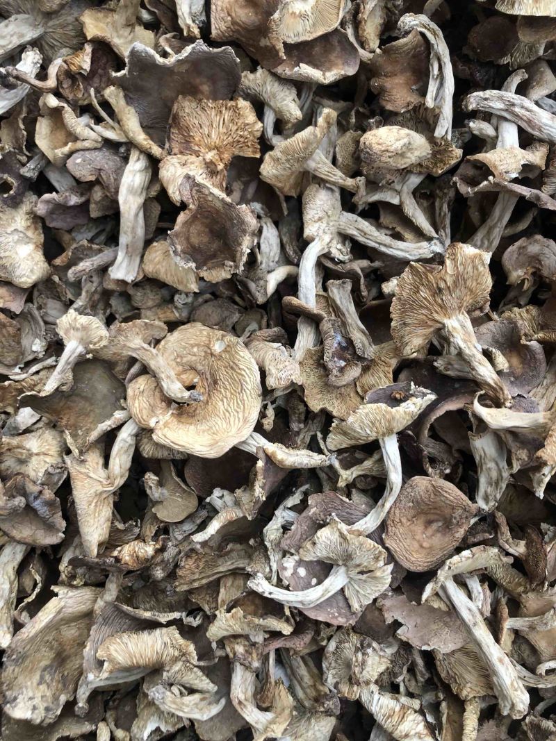 云南野生梨菇食用菌干货酸梨菇青头菌产地直销批发