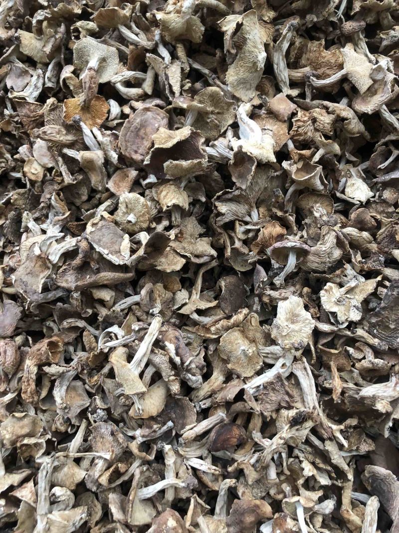 云南野生梨菇食用菌干货酸梨菇青头菌产地直销批发