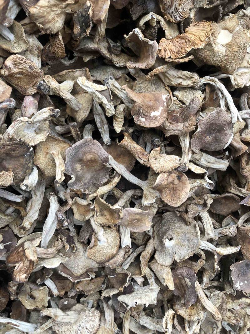 云南野生梨菇食用菌干货酸梨菇青头菌产地直销批发