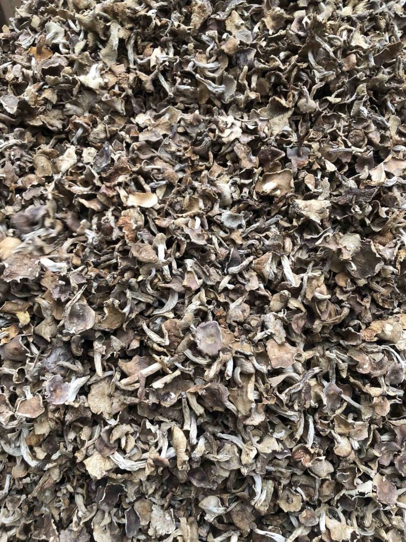 云南野生梨菇食用菌干货酸梨菇青头菌产地直销批发