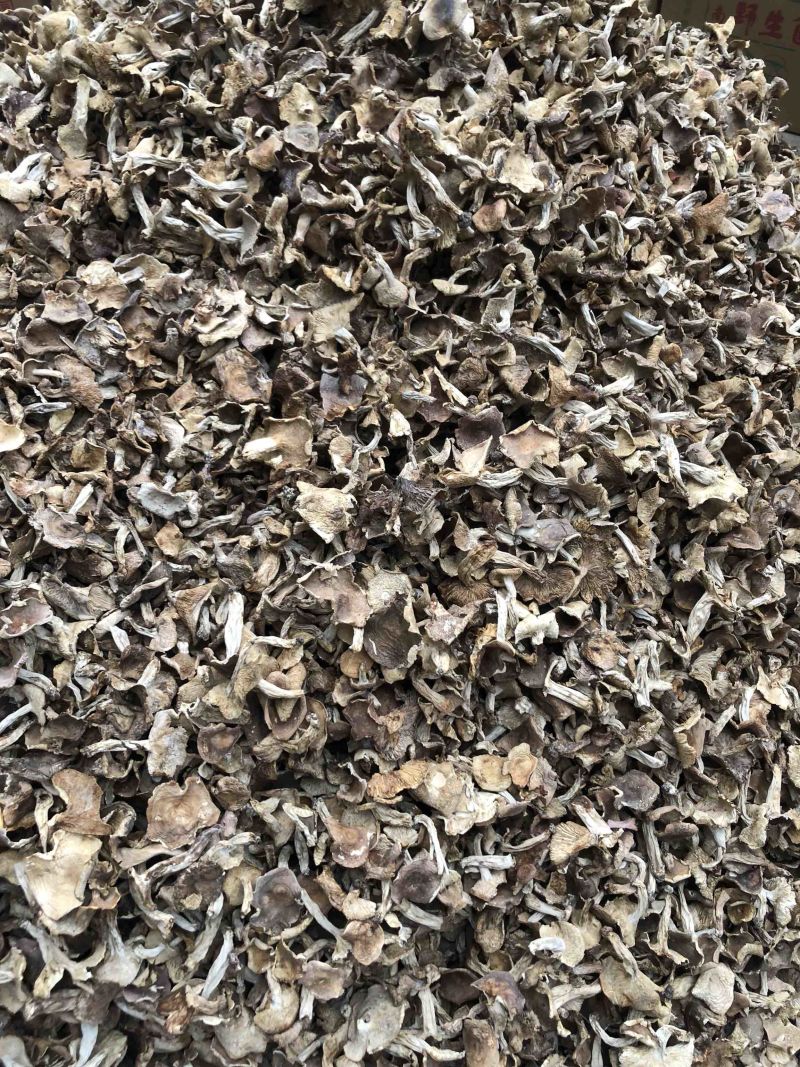 云南野生梨菇食用菌干货酸梨菇青头菌产地直销批发