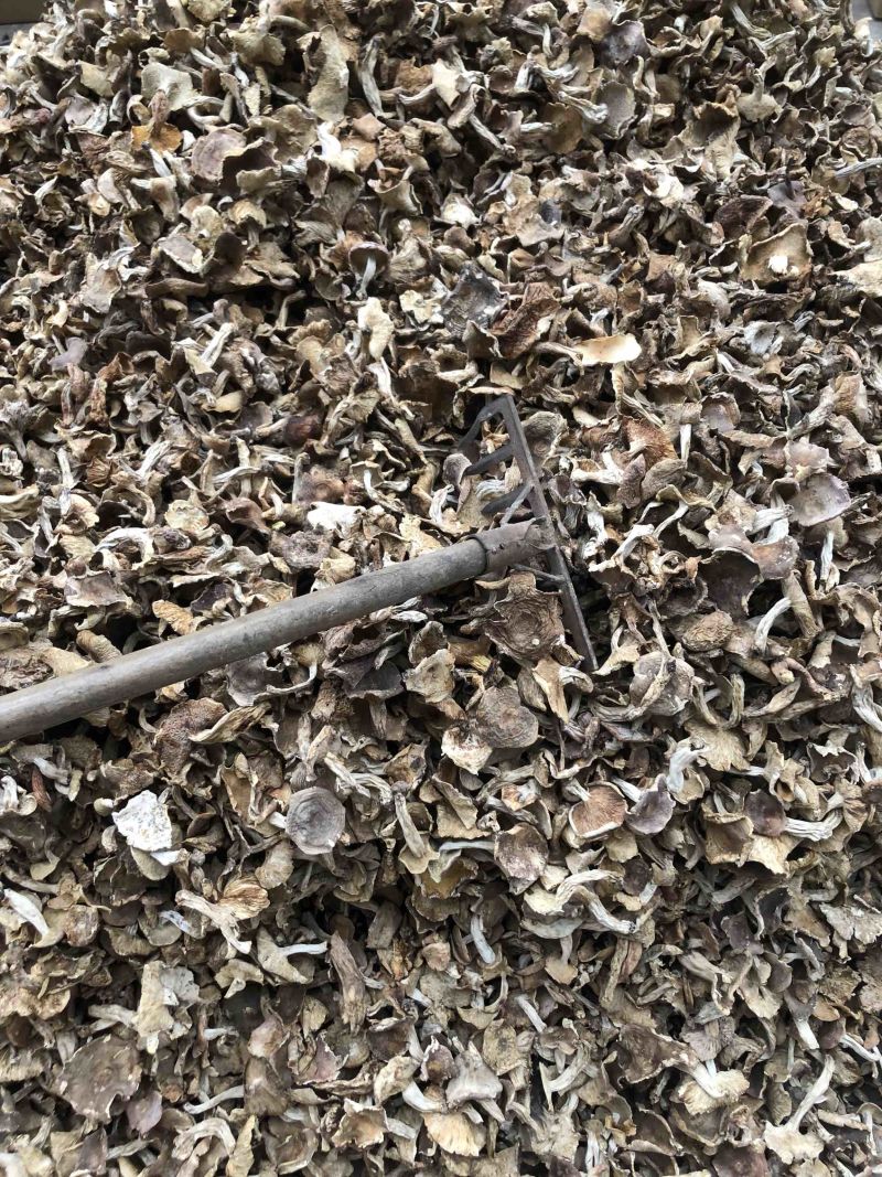 云南野生梨菇食用菌干货酸梨菇青头菌产地直销批发