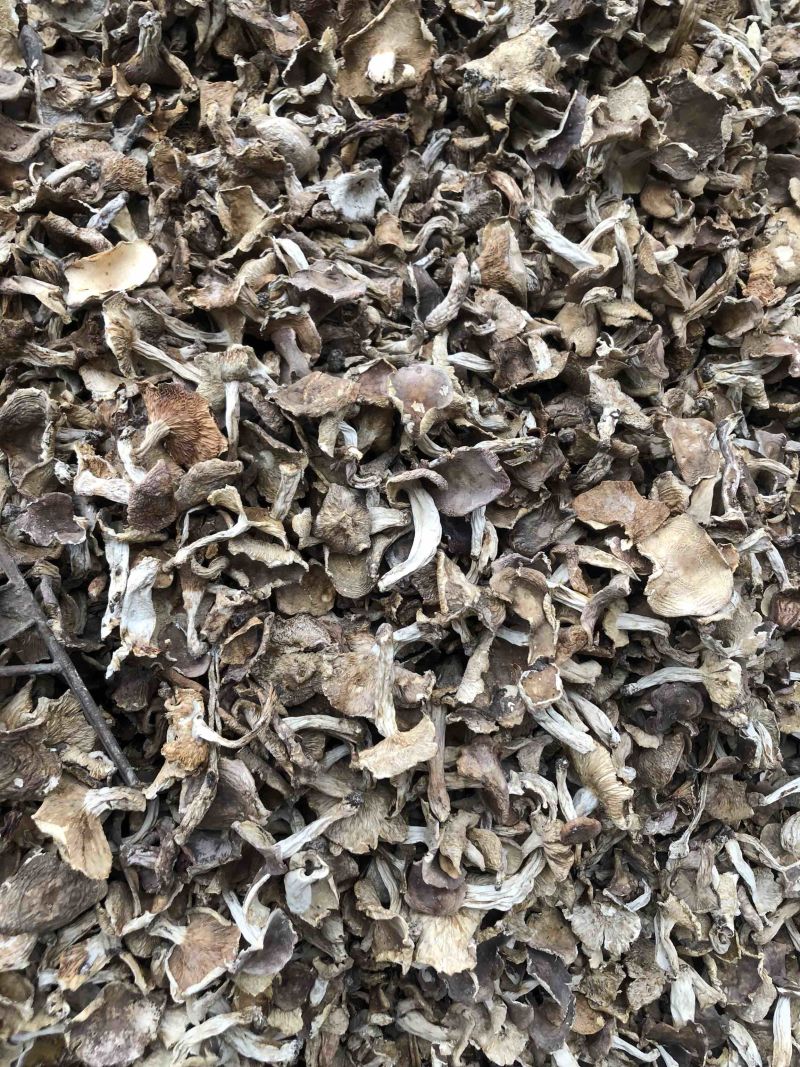 云南野生梨菇食用菌干货酸梨菇青头菌产地直销批发