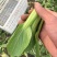 上海青油菜产地直销市场批发供应量大从优