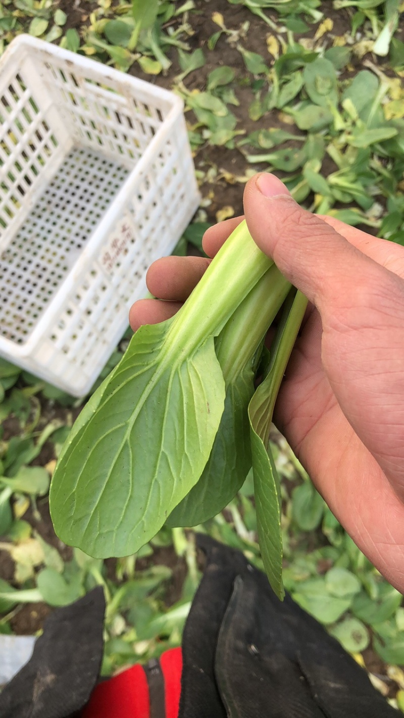 上海青油菜产地直销市场批发供应量大从优