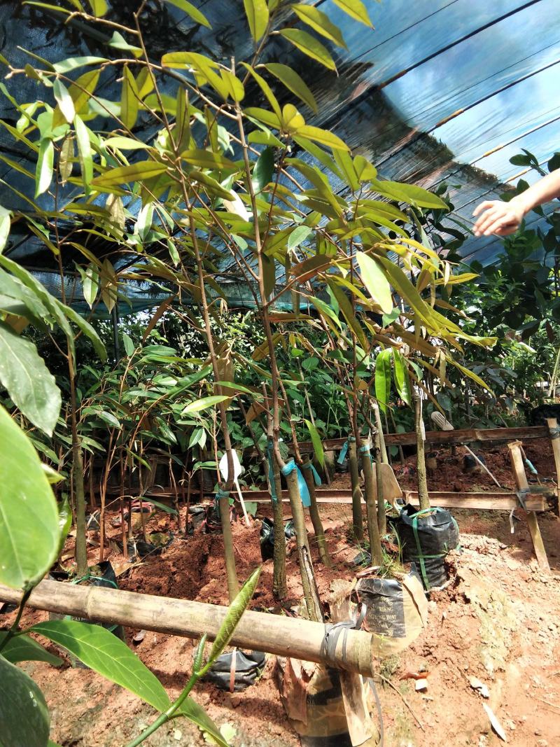 猫山王榴莲苗泰国金枕榴莲树苗带营养土发货