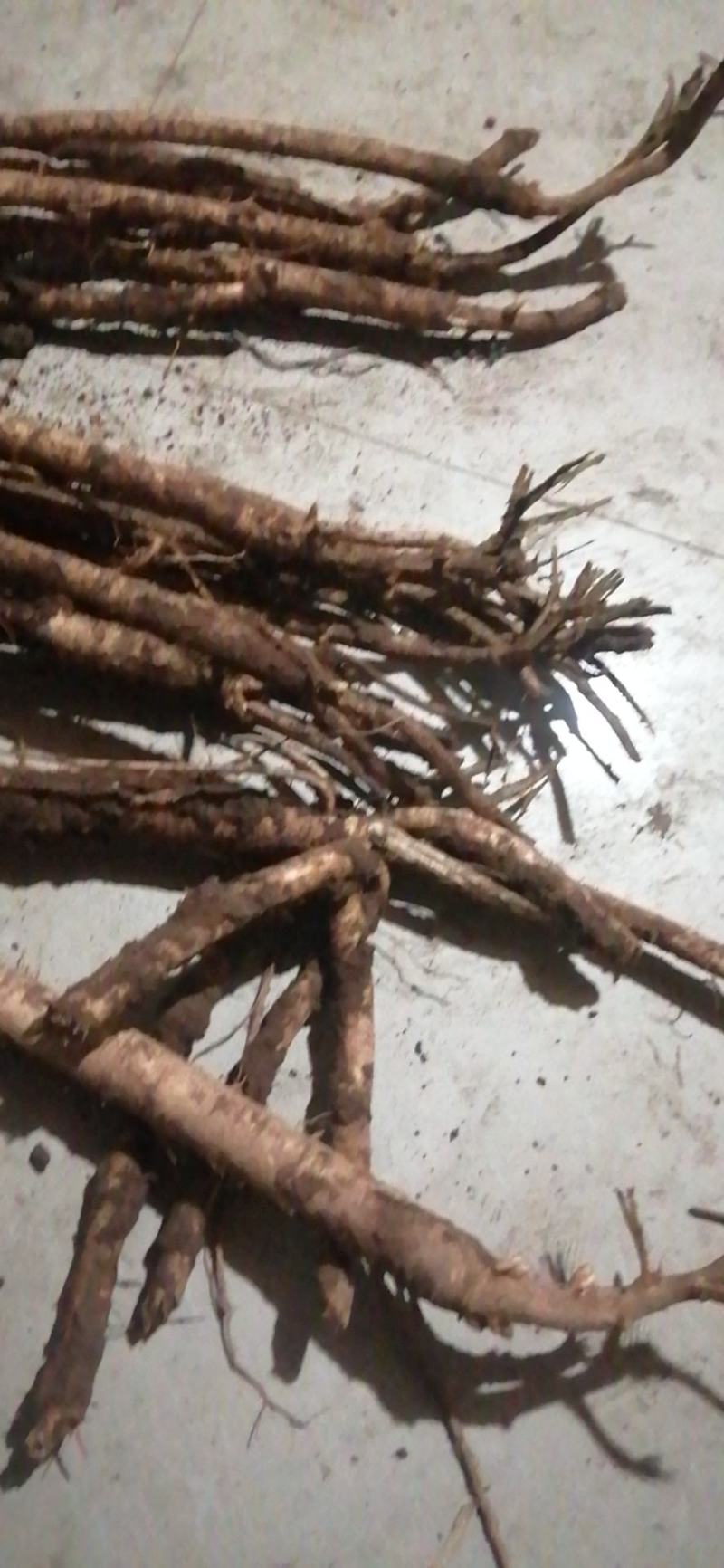 甘肃岷县鲜黄芪现挖现卖