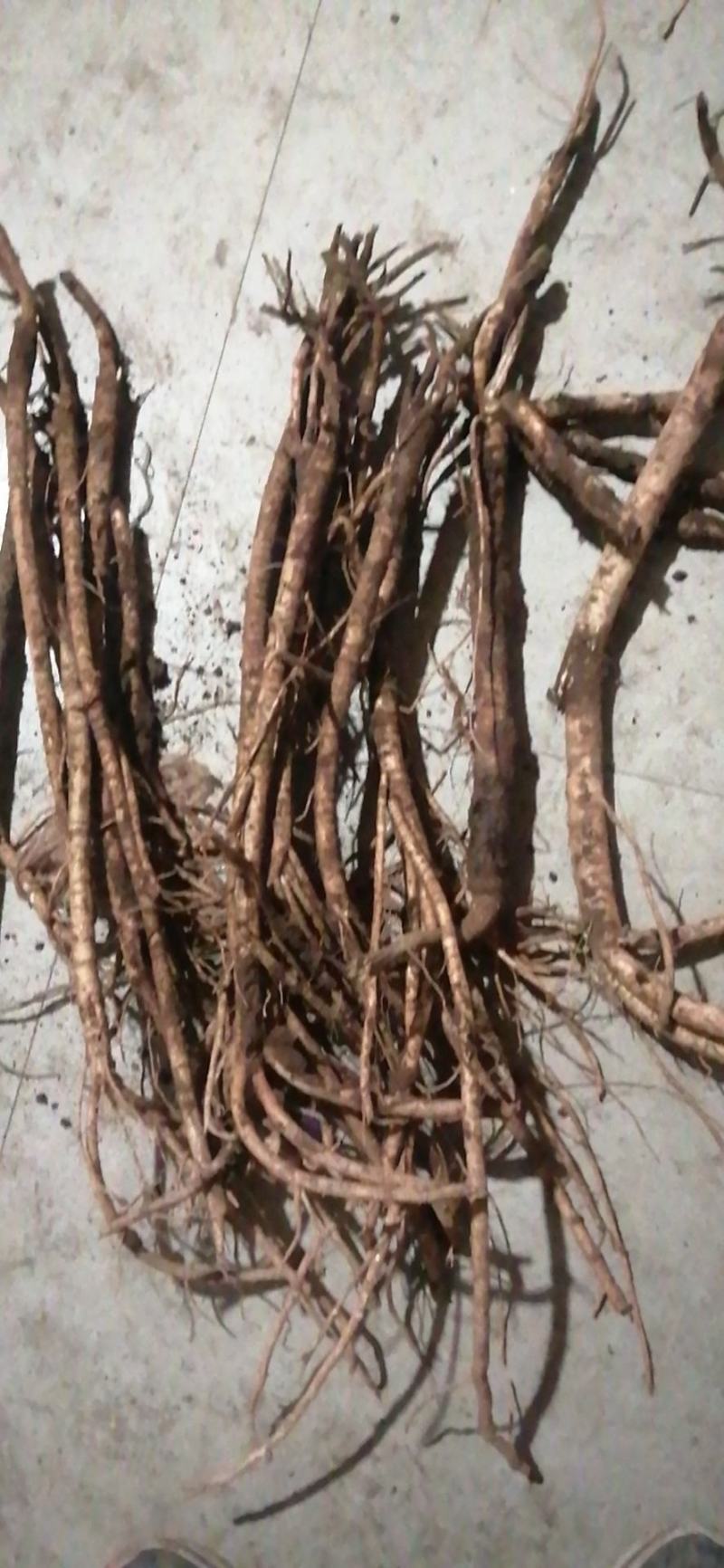 甘肃岷县鲜黄芪现挖现卖