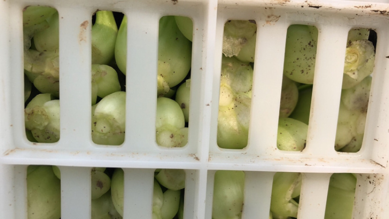上海青油菜产地直销市场批发供应量大从优