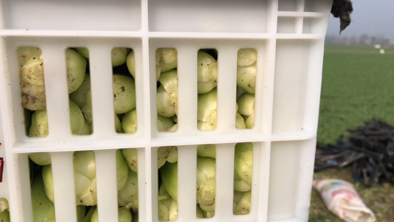上海青油菜产地直销市场批发供应量大从优