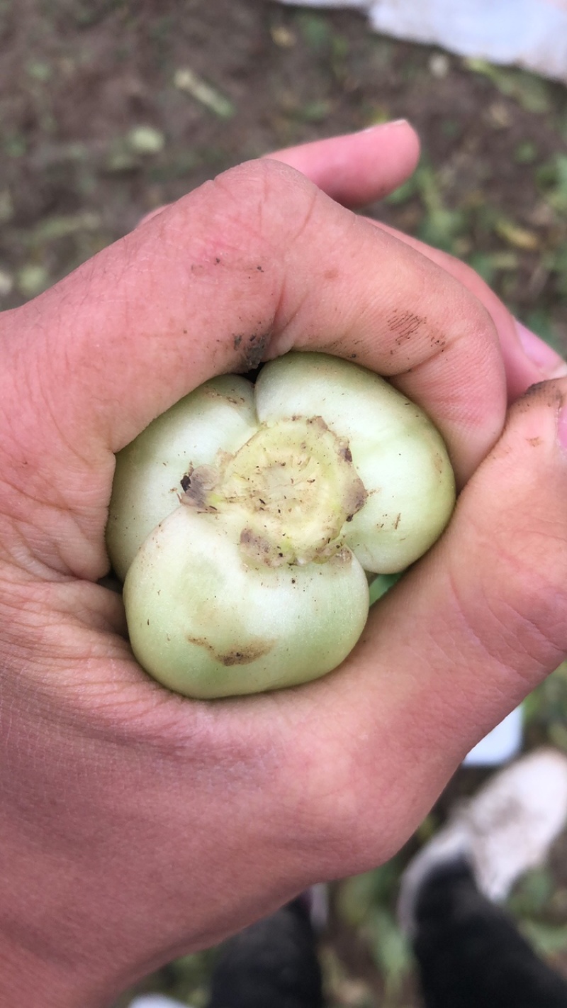 上海青油菜产地直销市场批发供应量大从优
